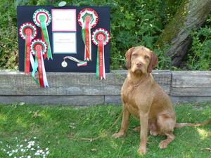 Kodi - BEST IN SHOW HWVA Championship '23.