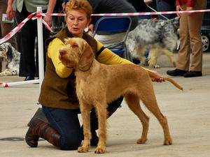 North, taking Puppy Group 2 at SWKA Champ Show.
