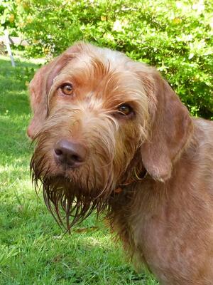 Cuba at 13 months.
