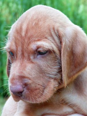 'Kofi' at 5 weeks.