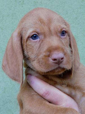 Gryphon at 5 weeks.