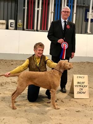Best Veteran in Show