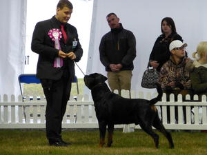 Jensen in the final of Eukanuba Champion Stakes