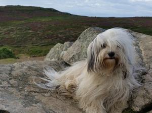 Smudgie's mum loves walking the Coastal Path