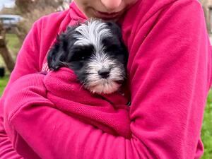 Love my snuggly socialisation walks!