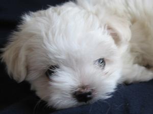 Kallie's daughter - our precious Misty