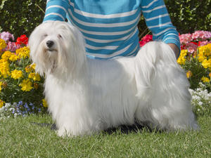 Smudgie's father - a very successful Show dog