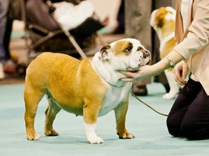 Special Junior Bitch @ Crufts 2013
