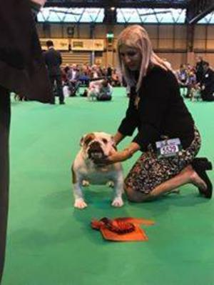 CeeCee winning 1st in class at Crufts 2017
