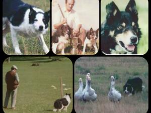 My Grandfathers dogs between 1970-2000s