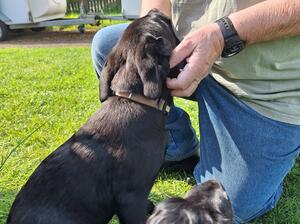 1st visit at dog club - Maurice