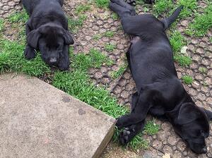 Crashed out at home after morning walk training