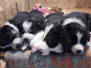 4 of our first litter