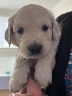 Puppy