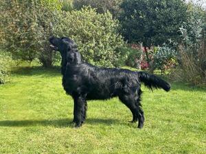 Handsome Hamish