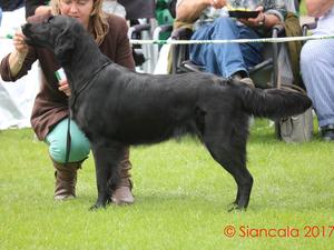In the show ring