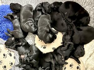 A ring of 2 week old puppies