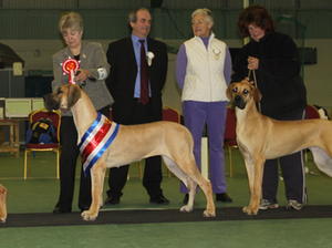 BONNY AT CHAMPIONSHIP SHOW WINNING BEST IN SHOW.