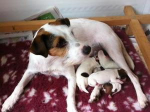 Thistle and her babies