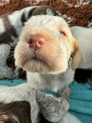 Puppy