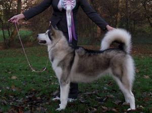Kansas  Reserve Best Puppy In Show