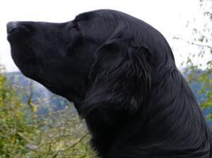 Rookie 4,5 years