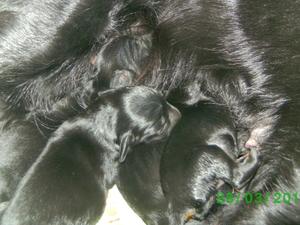 first picture from our latest litter