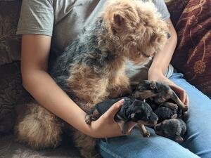 Fabby and her puppies