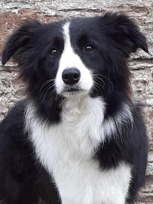 Beautiful stella