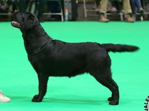 Libby at Crufts 2018