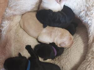 Willokin Labradors Puppies 10/6/22 P Daddy X Libby