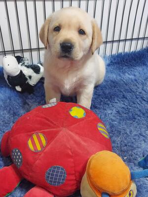 Yellow Boy 5 wks