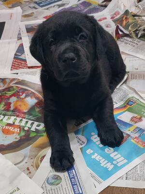 Black Boy 5 wks