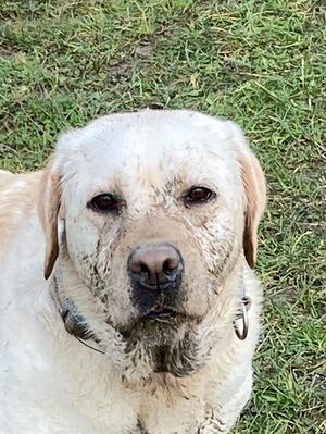 Muddy Honey