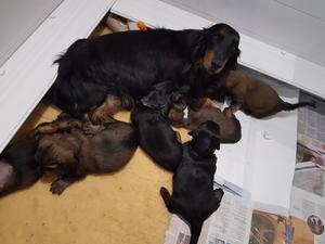 Pedigree Kc Registered Long Haired Dachshund Puppies In Wisbech