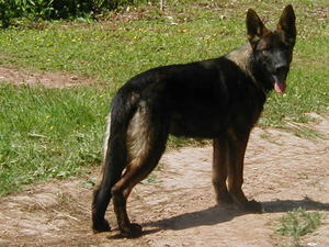 Rosco as a young dog