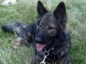 Cara at Search Dog Training