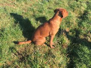 Eley (sire)