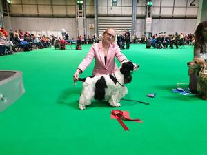 Winning at crufts 2020 best veteran male