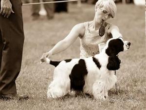Rod WINNING his class at crufts 2011