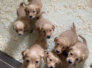 Pups