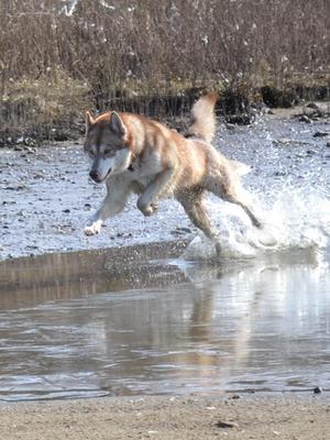 Tian in full flight