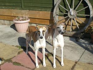 Sparkle & her daughter Flora