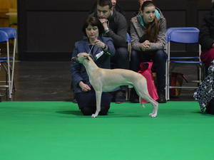 Jack winning Best Dog Puppy at Crufts 2018