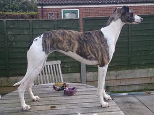 Puppies had been practicing and Galaxy wanted a go