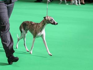 Crufts 2015