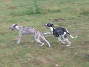 enjoying a run with her big brother