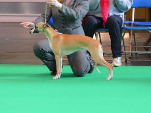 Crufts 2015