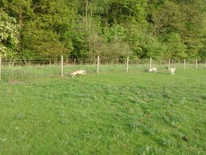 doing what whippets love