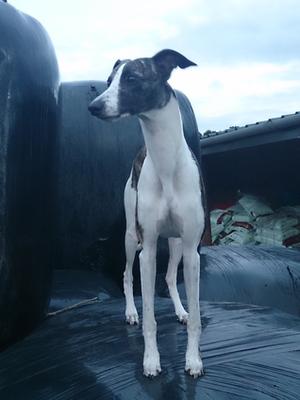 Helping me feed the cows